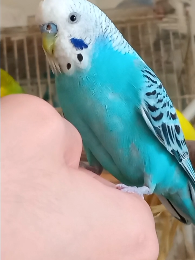 @Budgies108