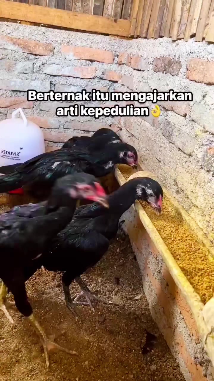 @Arive_BE