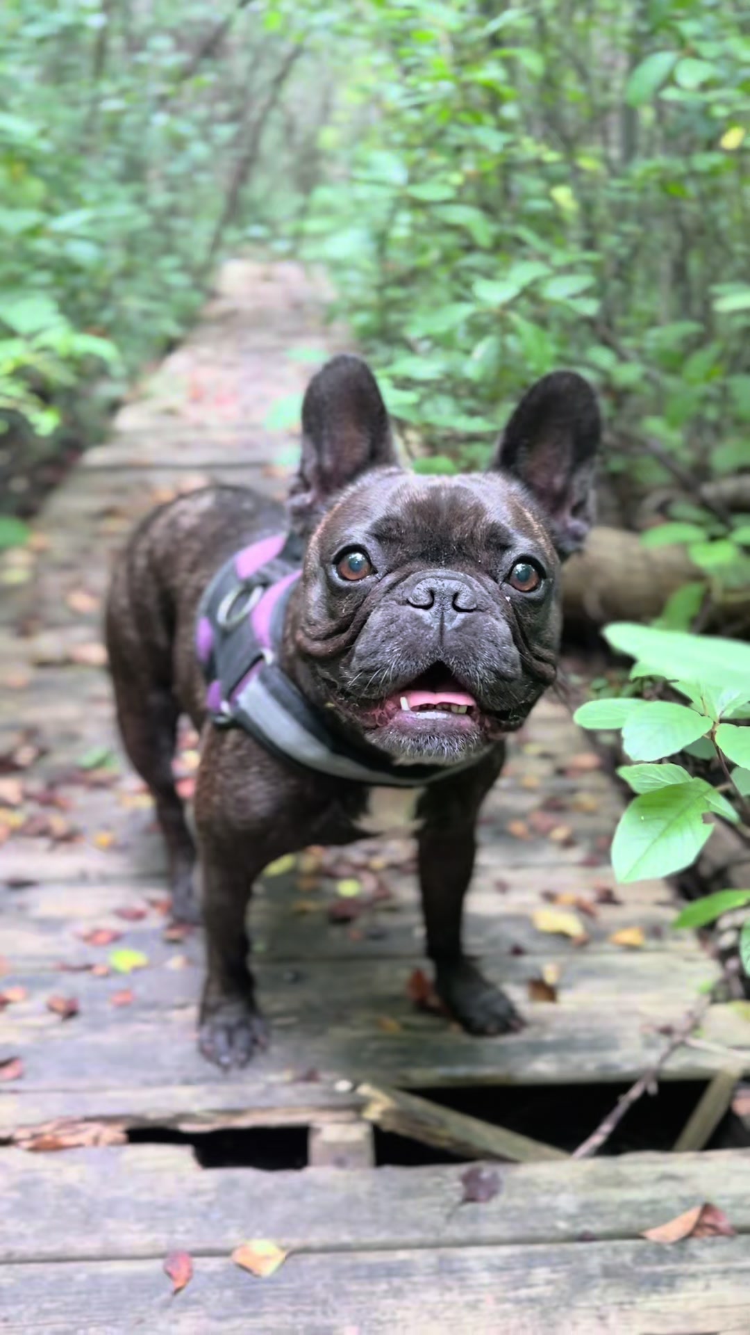 @Lucy the Frenchie