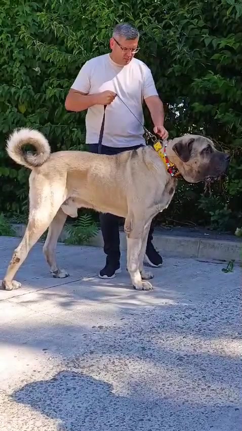 @🦁OVIDIU SCRIPCĂ🦁 ANATOLIAN🦁