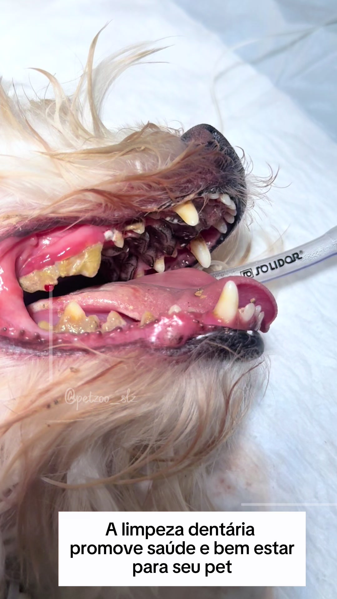 @Francinny Veterinária®️