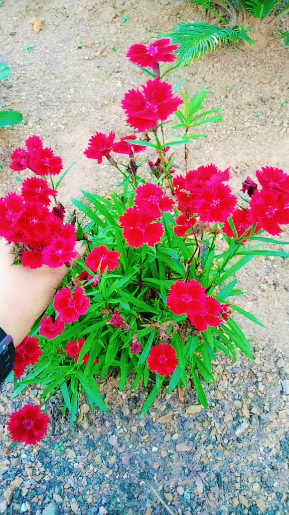 @Sanurasaili