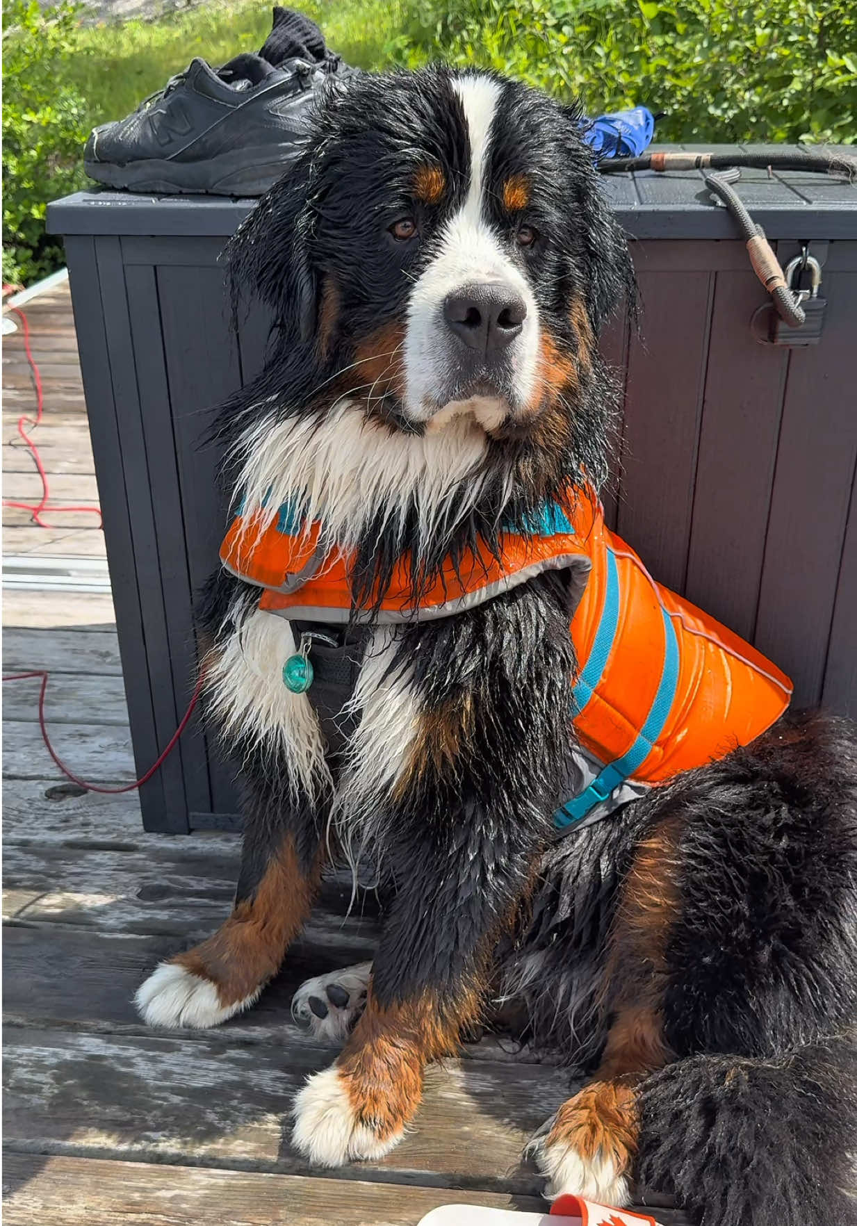 @Woody The Bernese