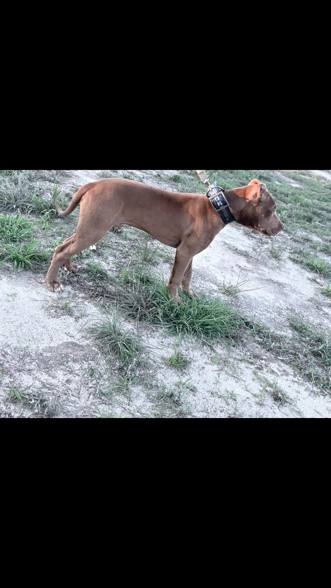 @Karolina Dreaming kennel