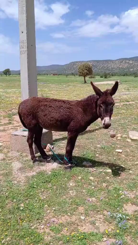 @ايوب جونيمار