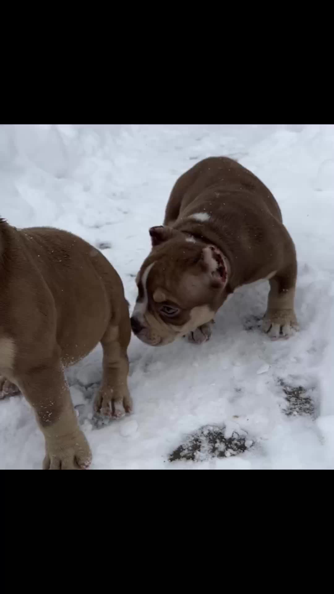 @wildtrikennels