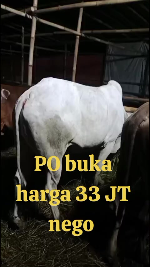 @Damiri Adam