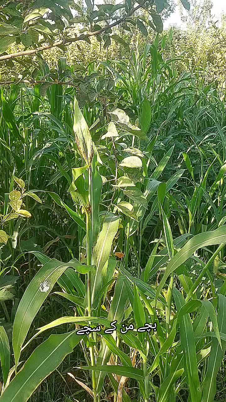 @Abdul Malik Kakar 2215