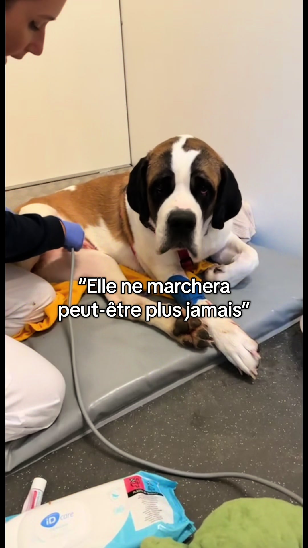 @Xena le St Bernard