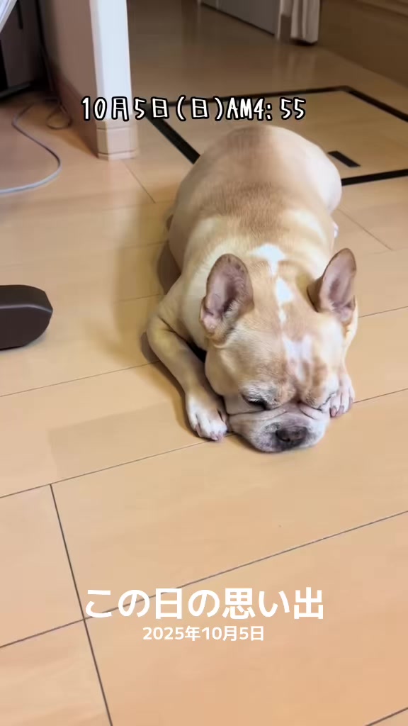 @ごん太
