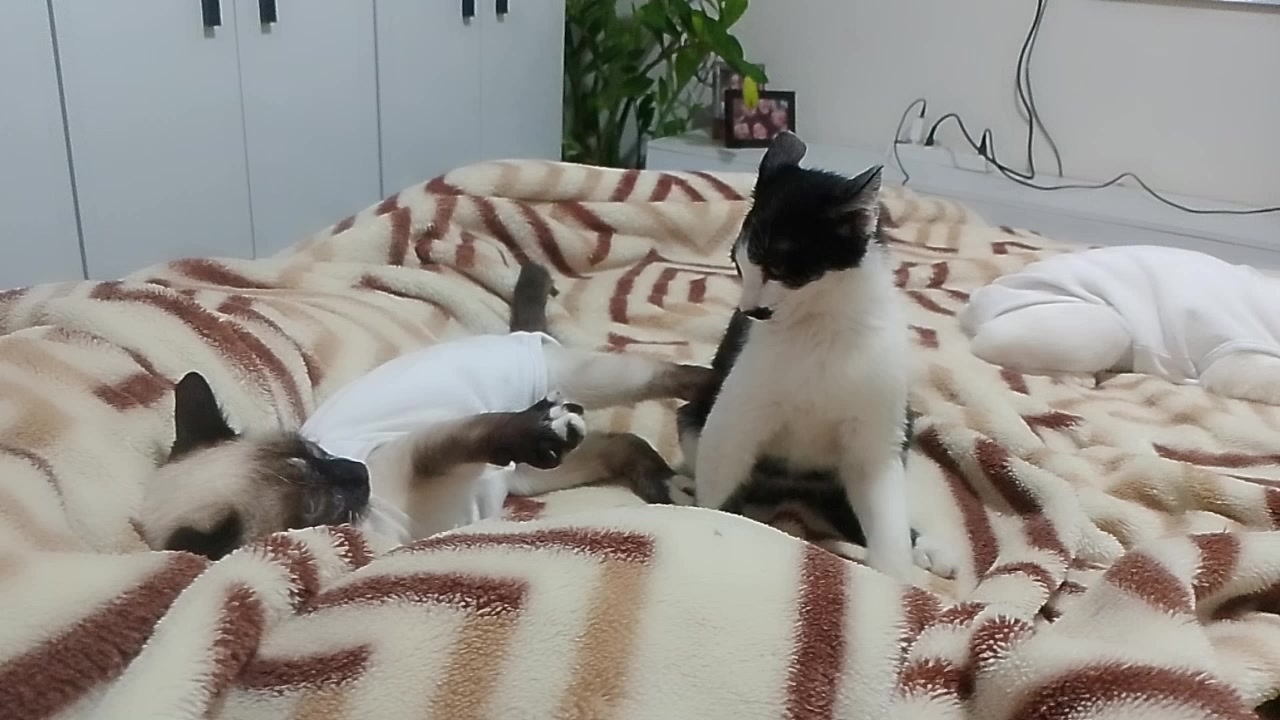 @🐕🐈⬛ SuPets&animais🐈⬛🐕