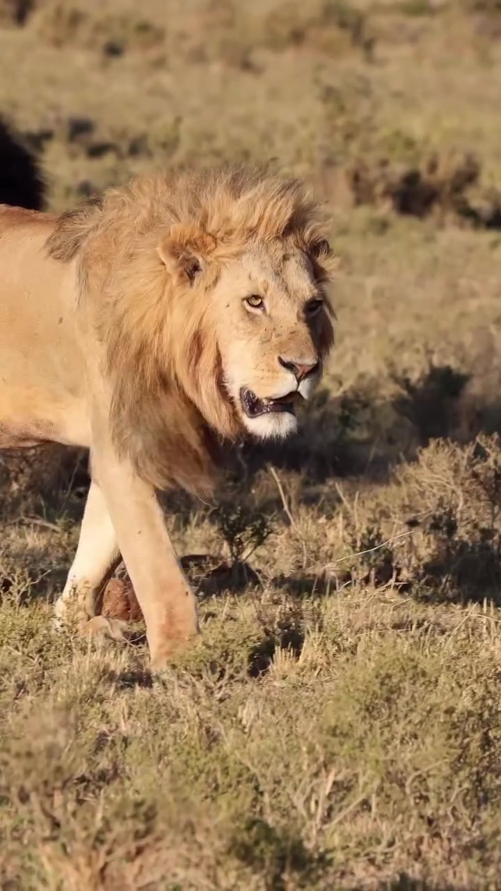 @lion_world5