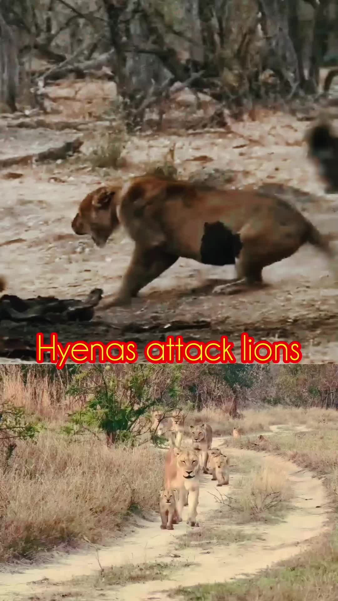 @animal9