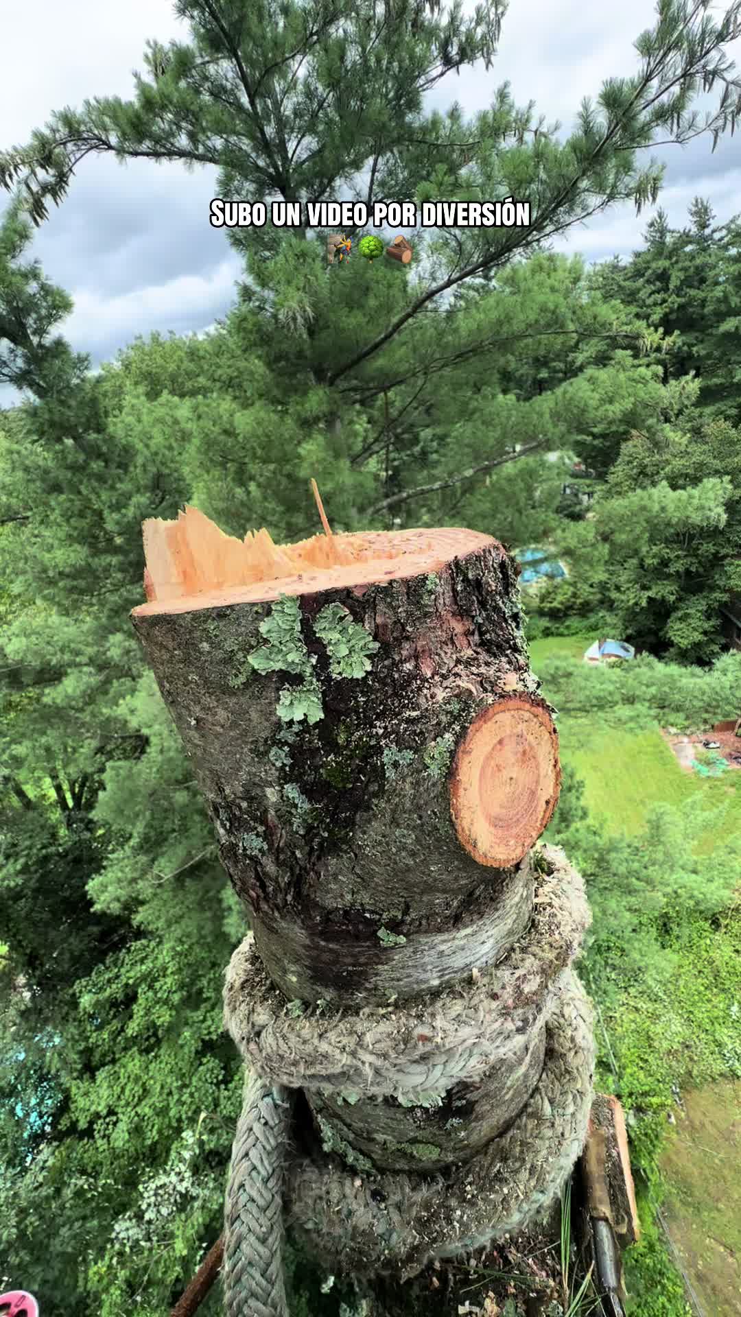 @Gansito plus 🪵🌳