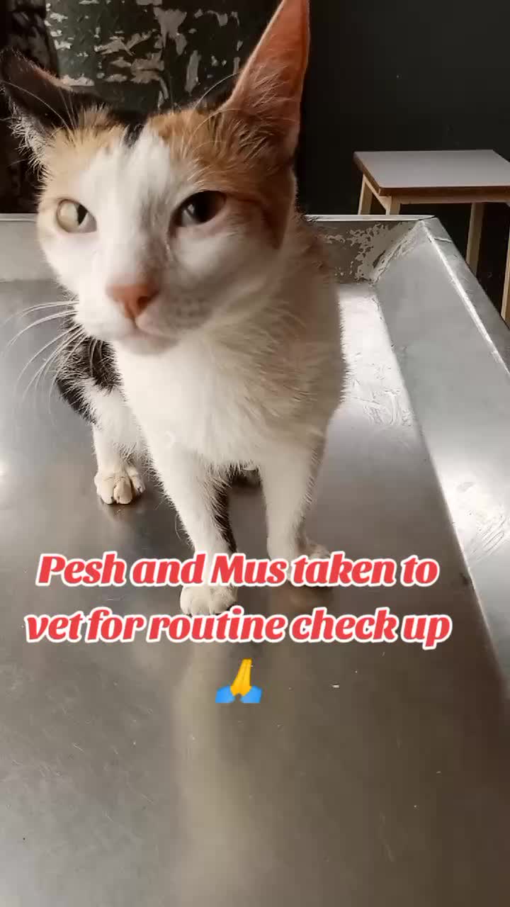 @Animal Welfare
