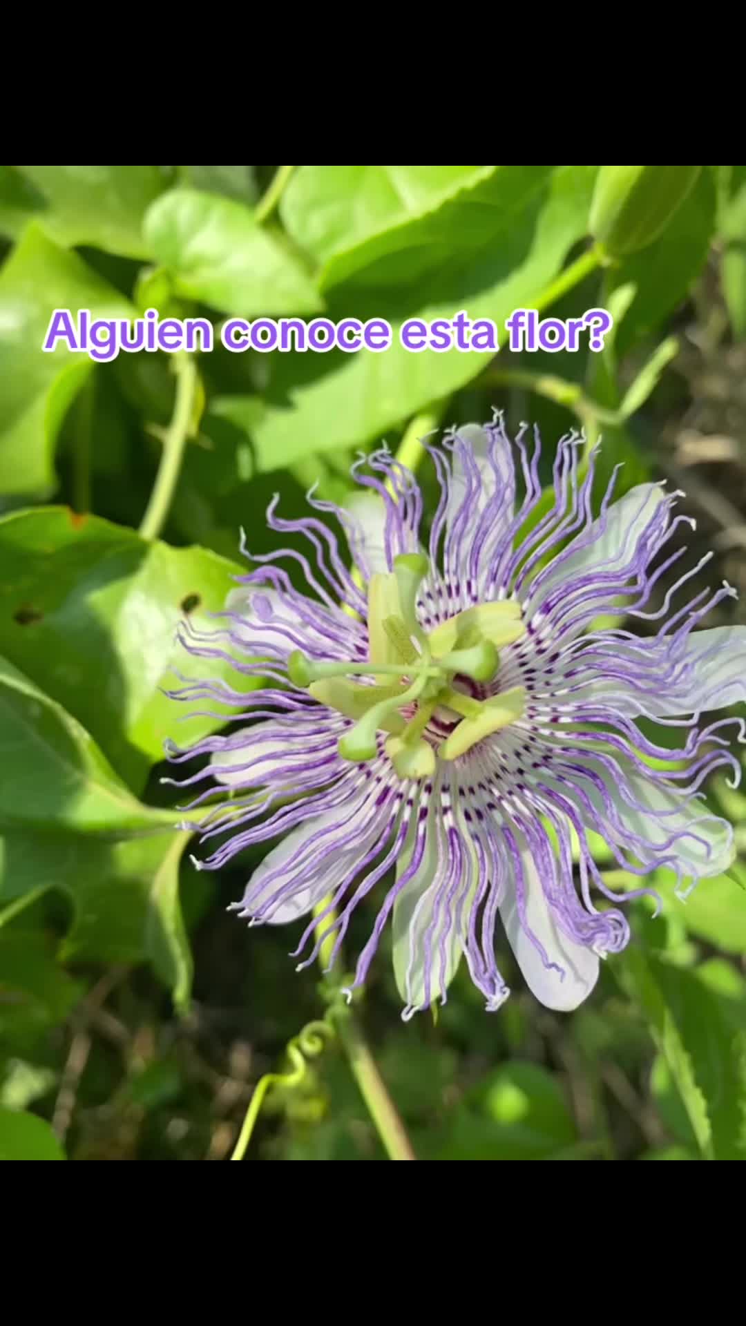 @Tips naturales