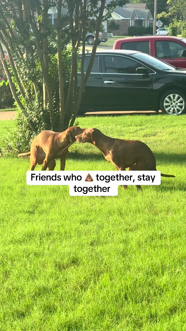 @Tycho the vizsla