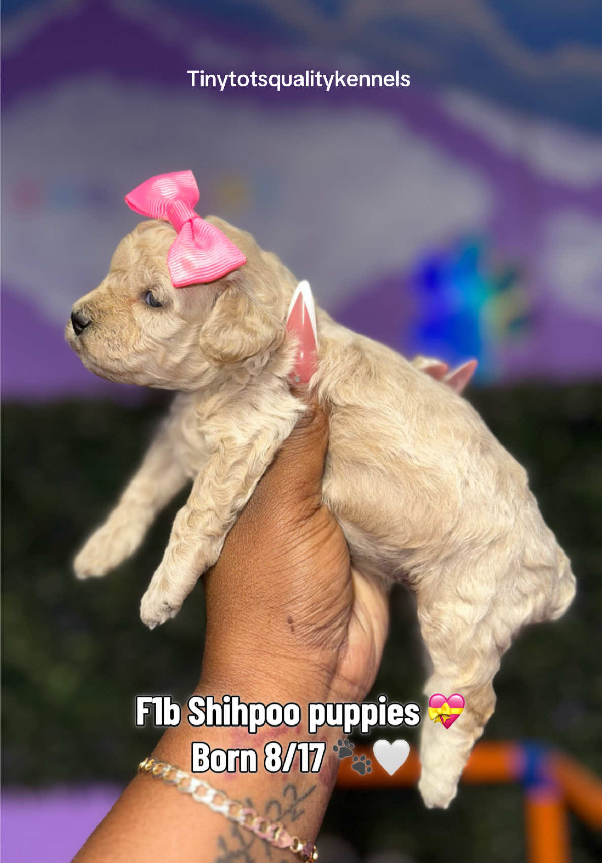 @Dog Lady