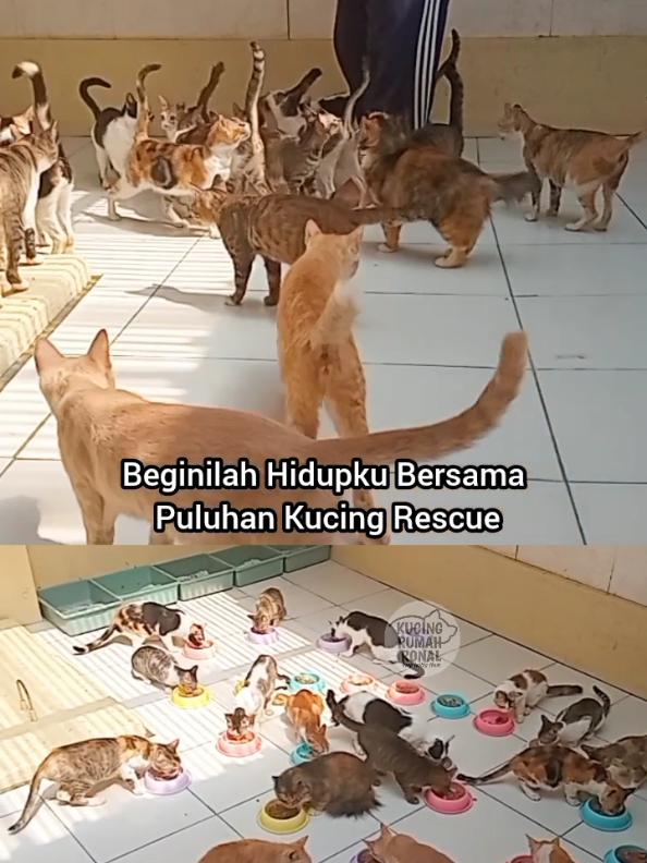 @Kucing Rumah Ronal