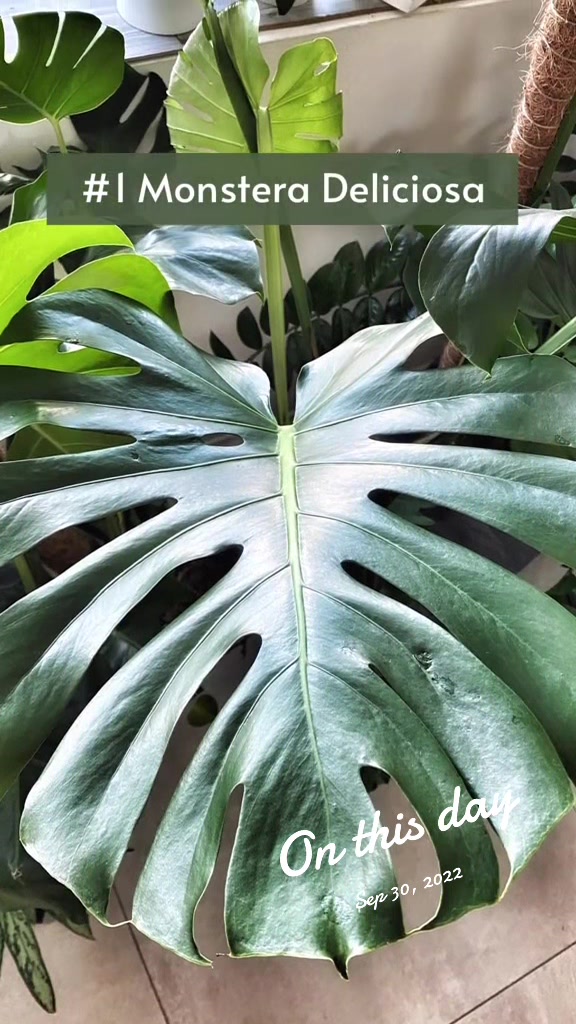 @Plant House & Garden