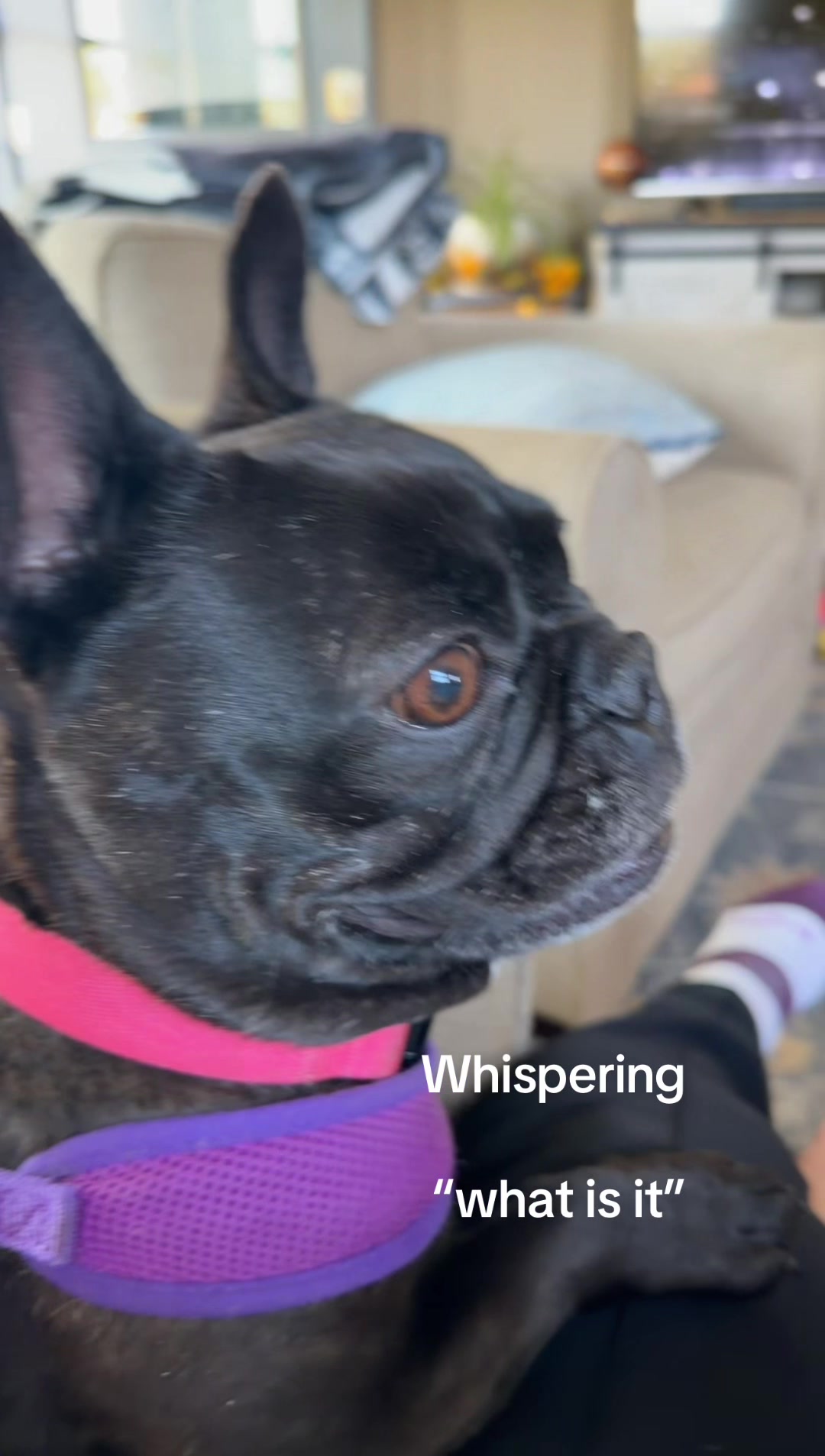 @Heather ❤️🐶