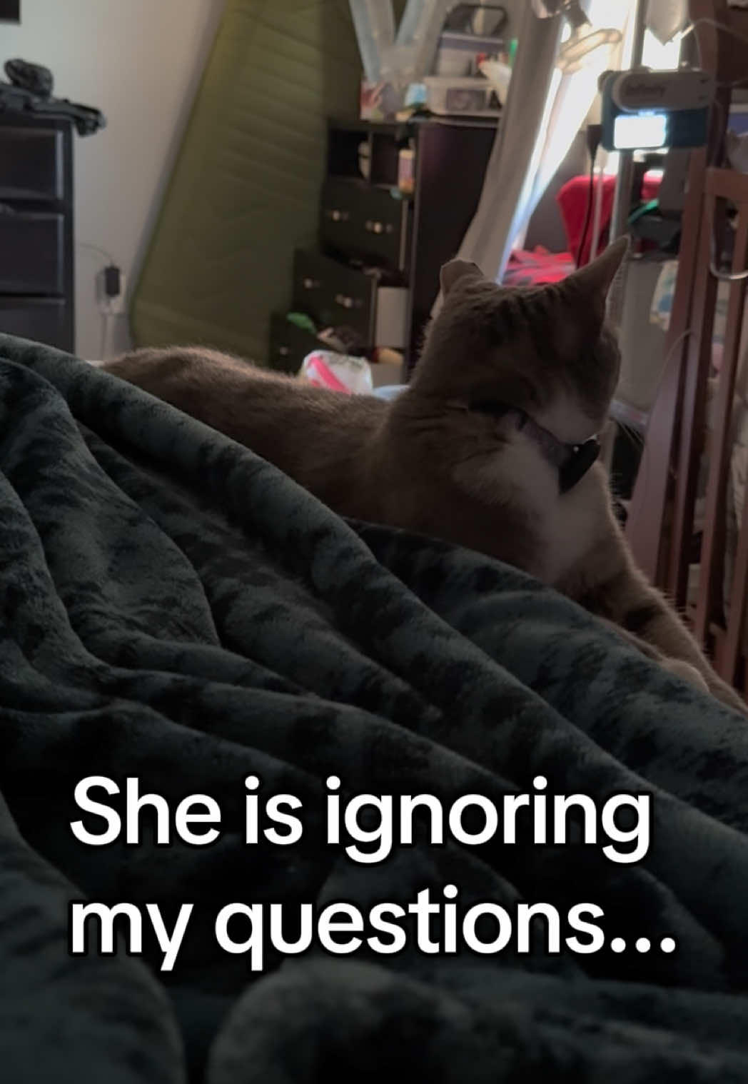 @RoxySnowballCatDrama