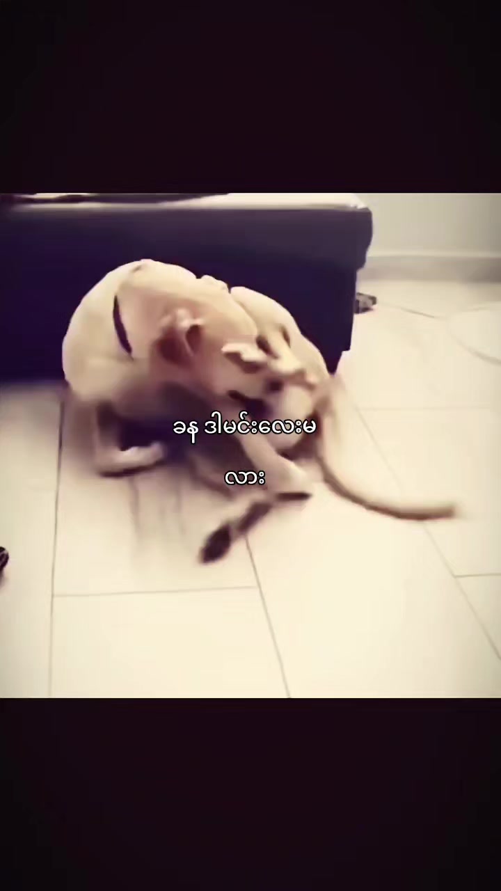 @Sigma_Ken✓