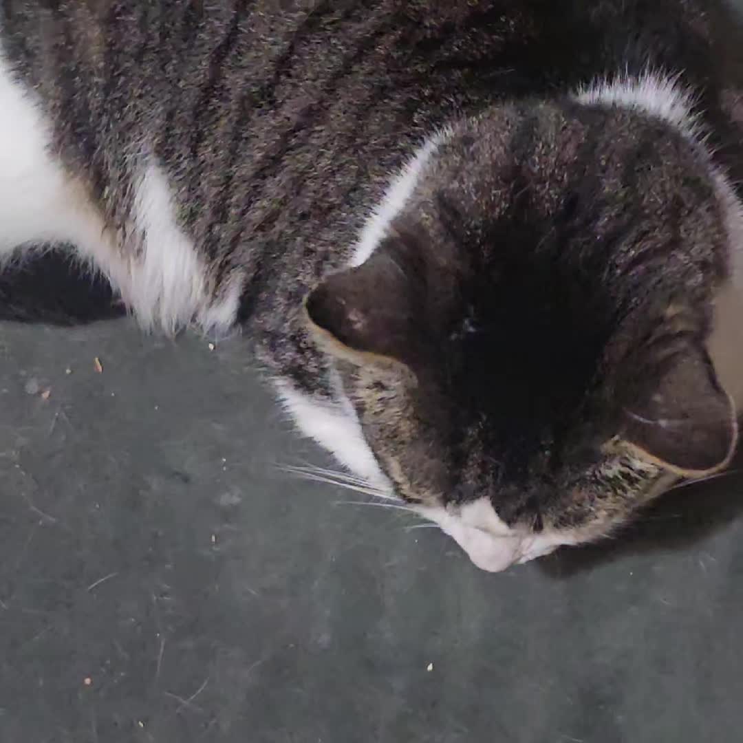 @Lil' Tiger Sylvester Ruediger