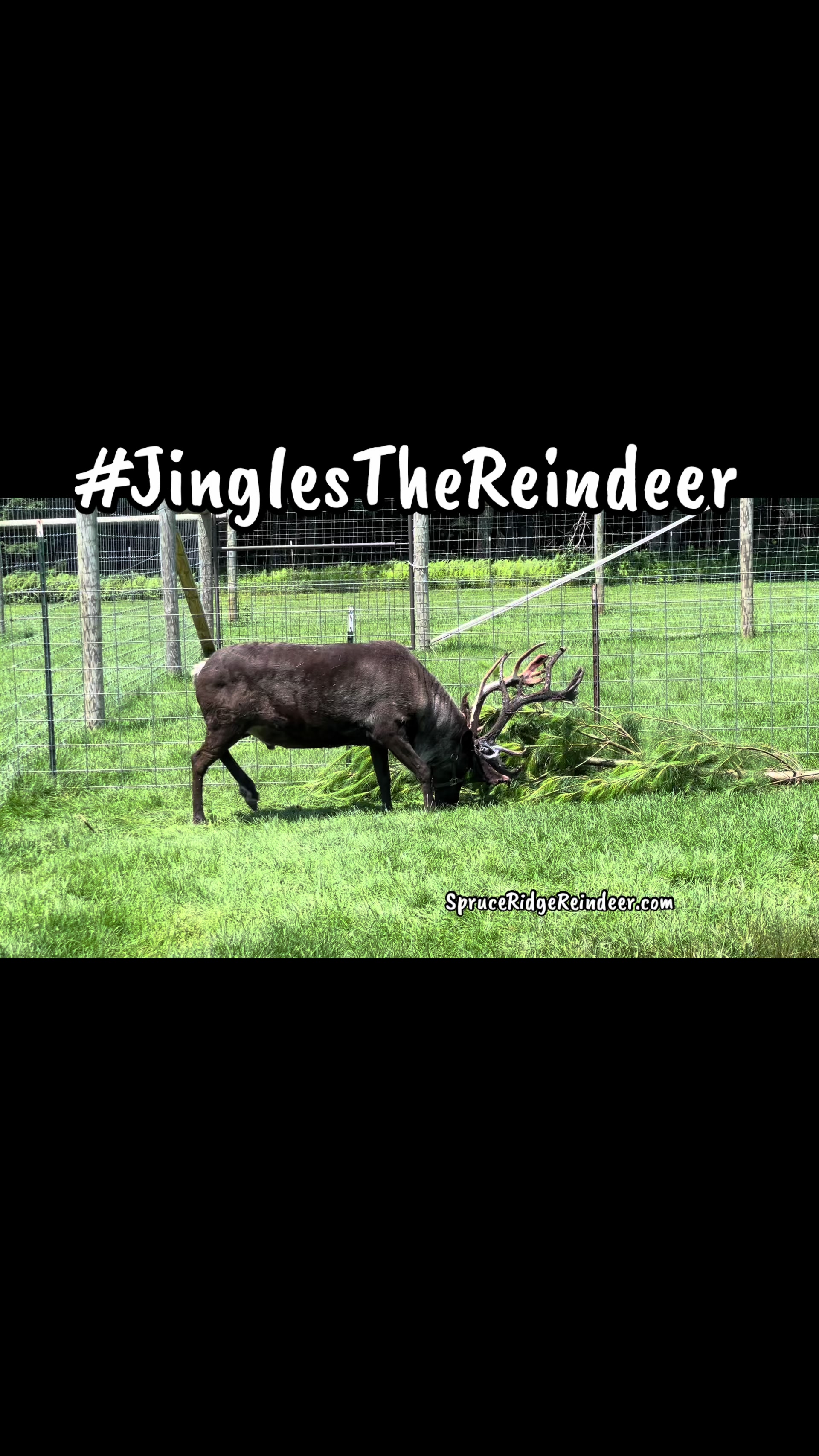 @ReindeerMagicLady