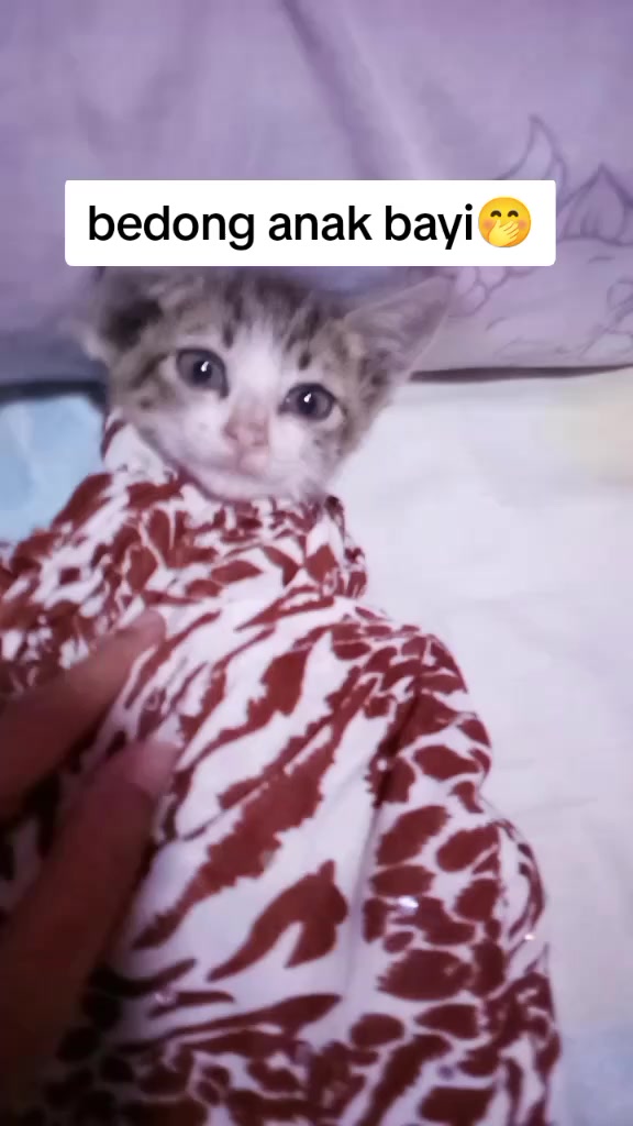 @ibundanya kucing