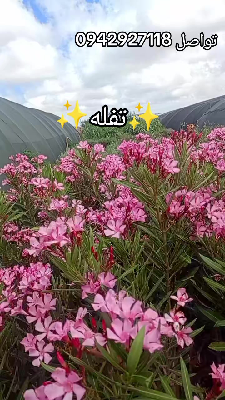 @مشتل الرحمن