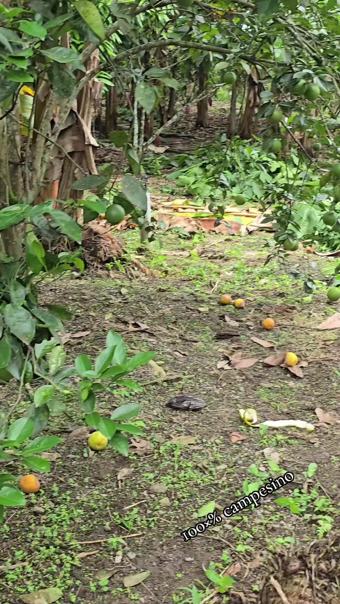 @🐓TU GALLO FINO 🐓