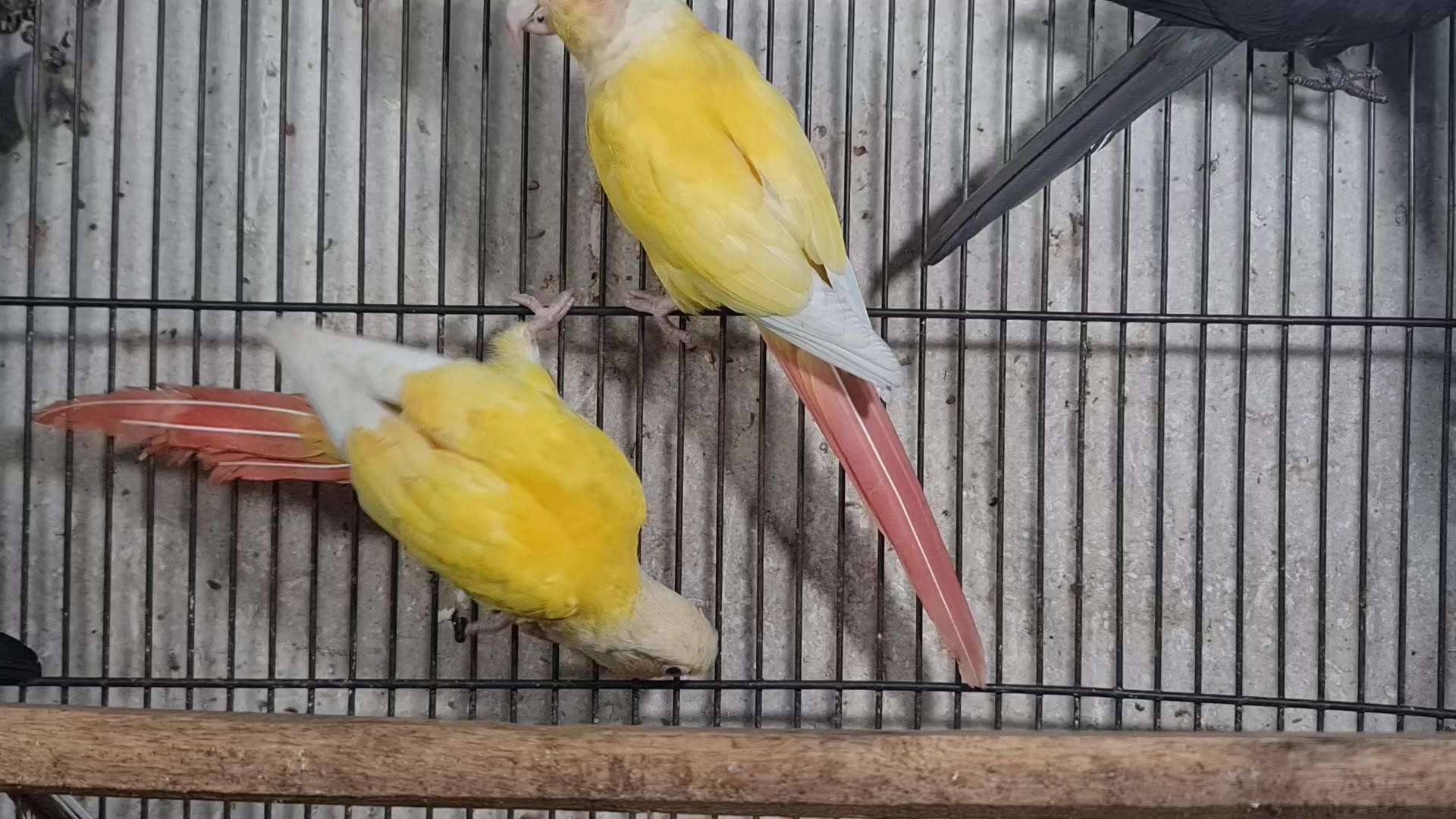 @ROYAL BIRD US