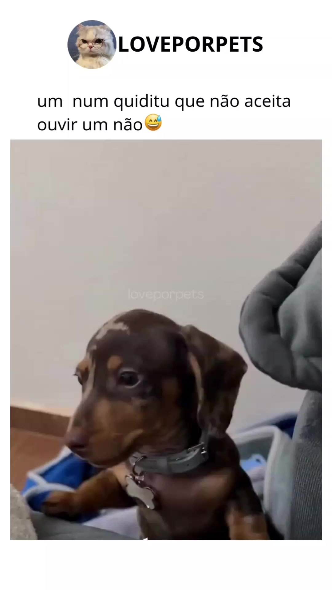 @LOVE POR PETS