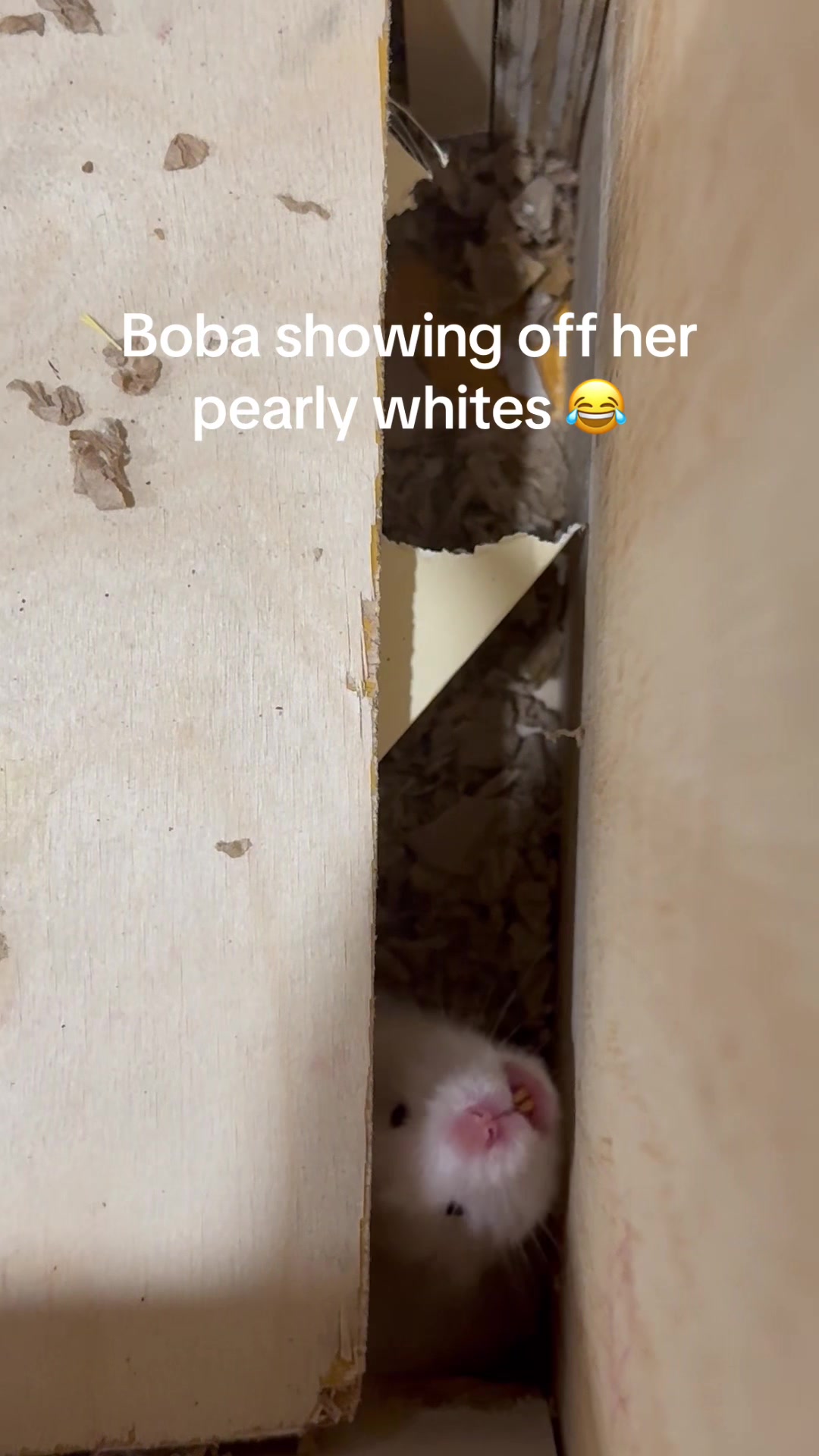 @Boba & Tofu