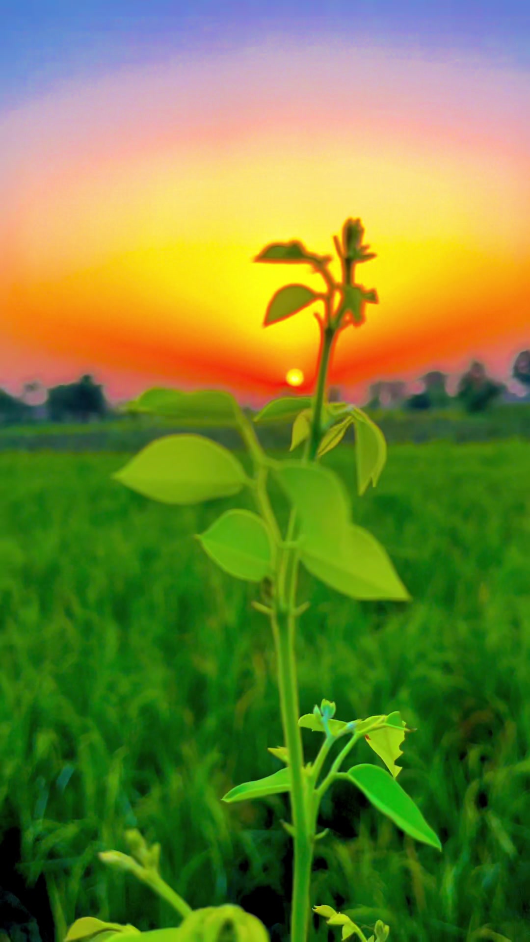 @🌾میں۔ میرا۔ پنڈ🎋