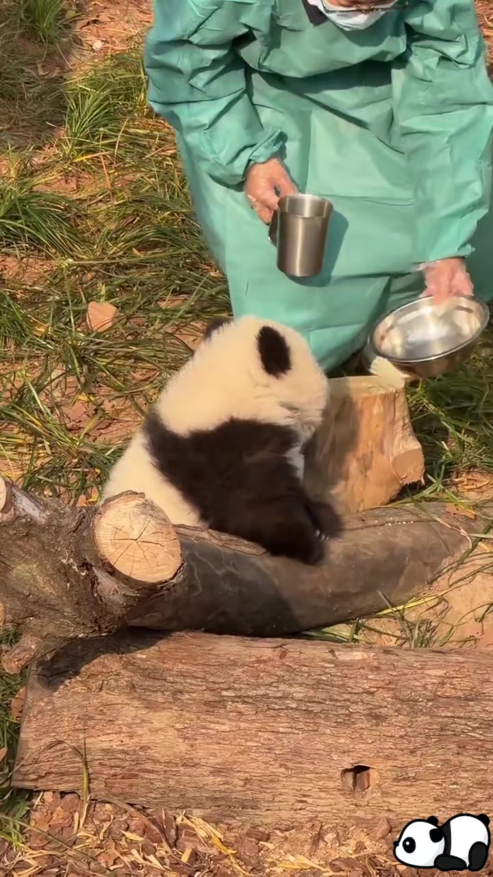 @🇵 🇦 🇳 🇩 🇦🐼🇯🇵✨