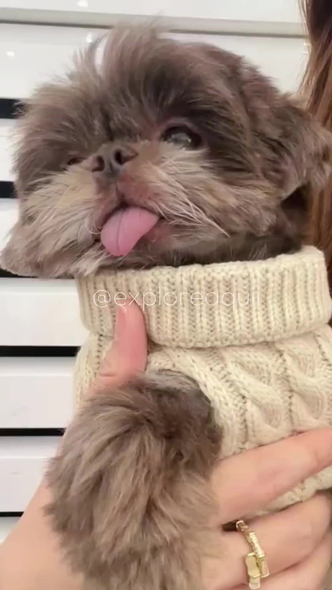 @Explore Aquii 🐾🐾✨️