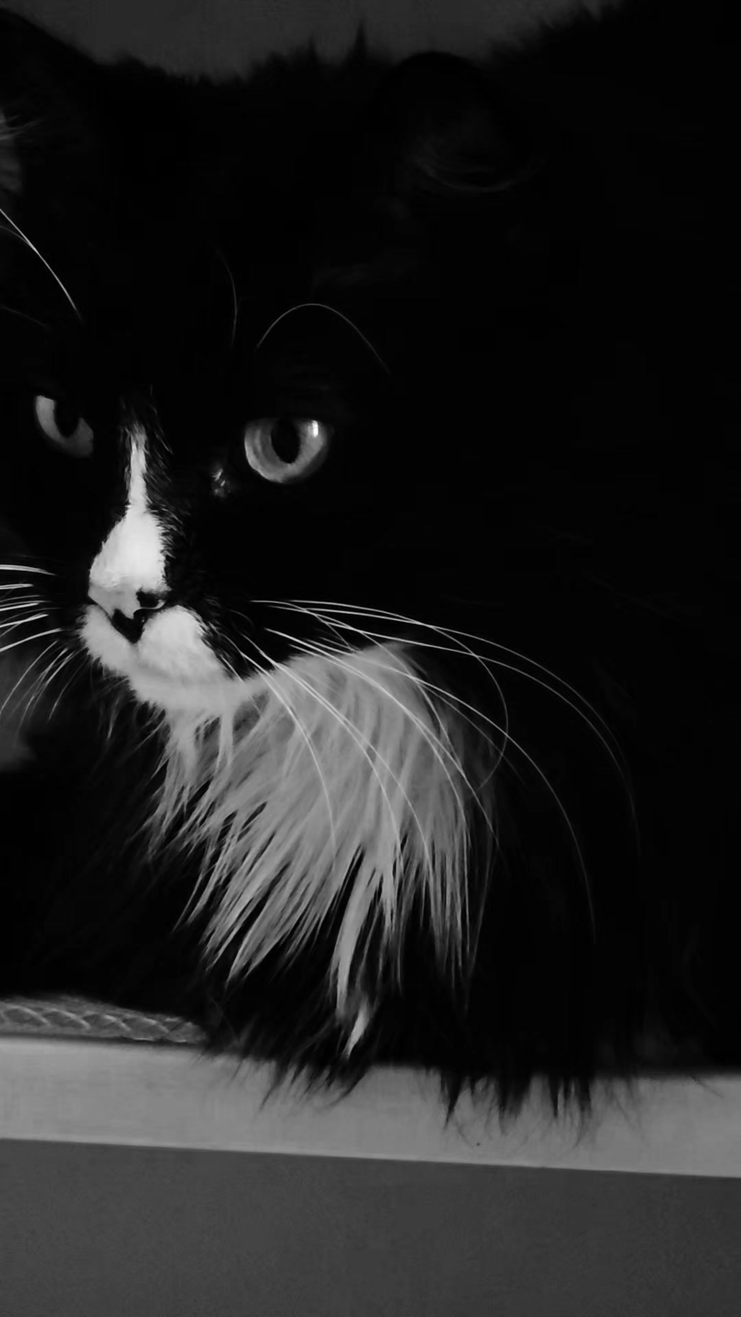 @AtticaTheTuxedoCat