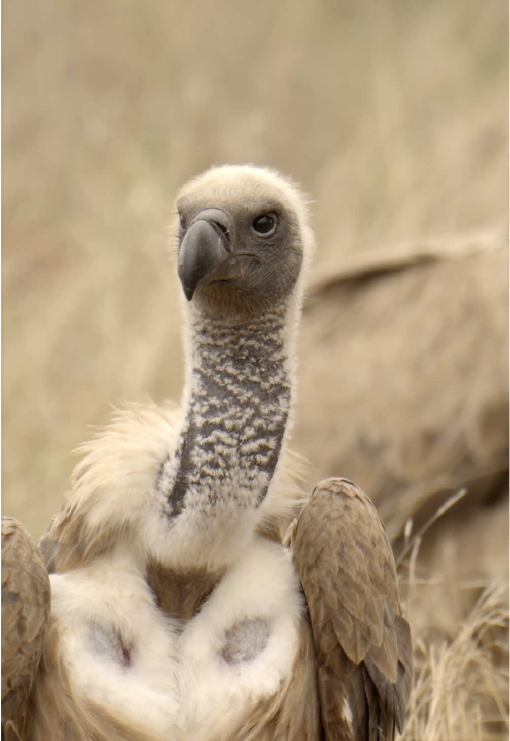 @Kai Meyer | Wildlife Filmmaker