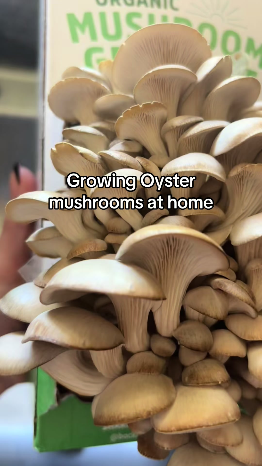 @NOTTURMOM
