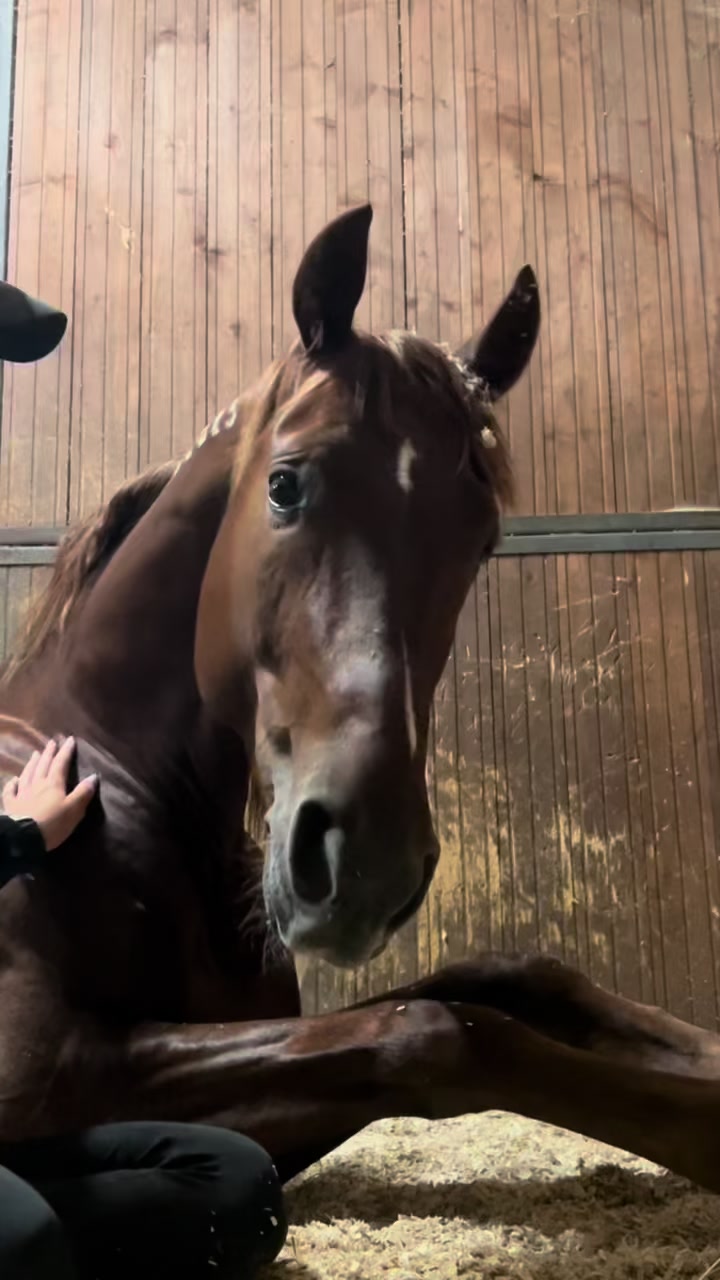 @ТГК: Sonya and the Trotters🐴
