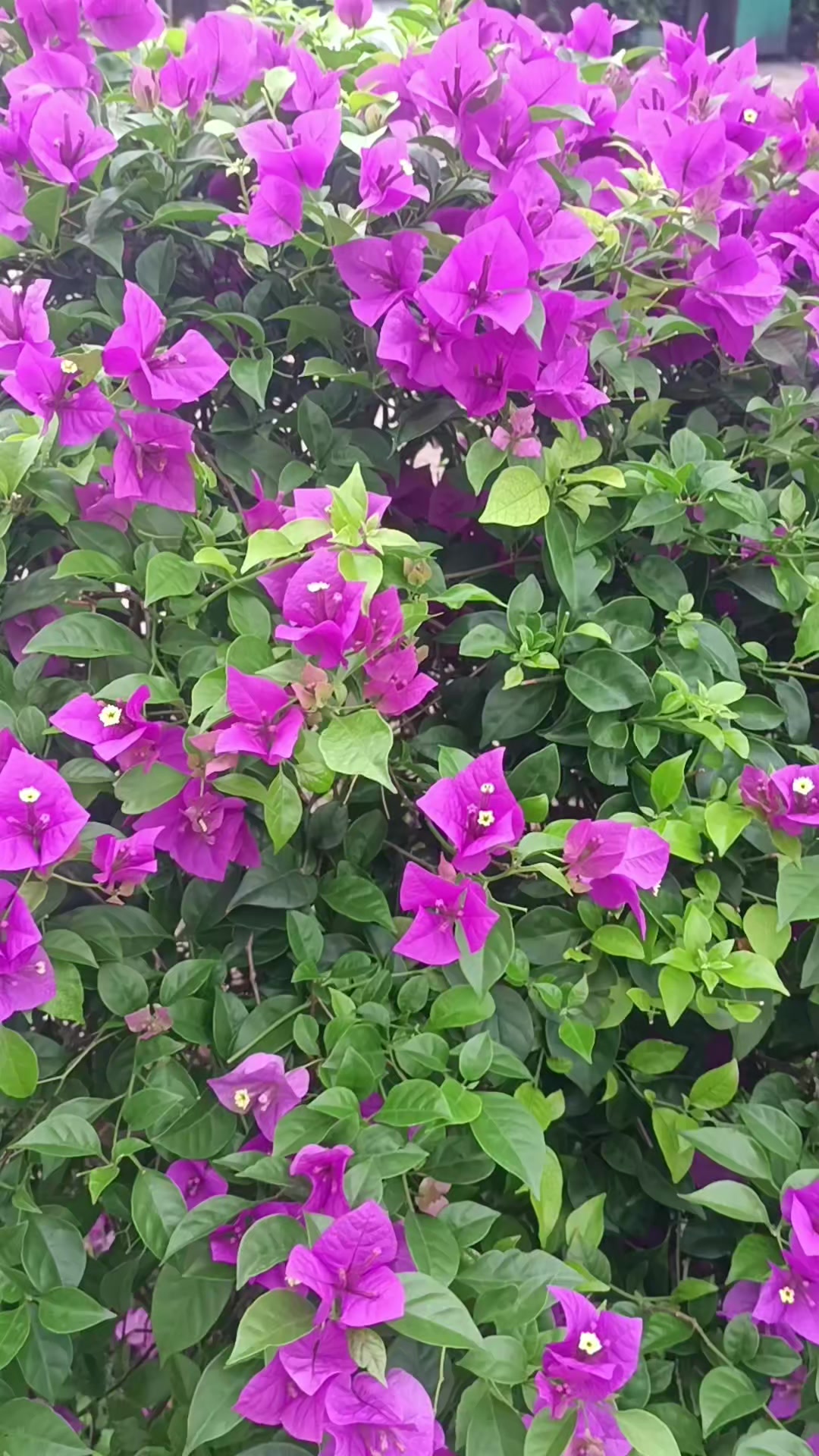 @đˇRANAđˇ