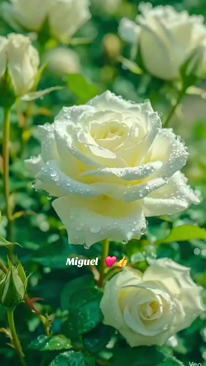 @Miguel Angel Marquez R.