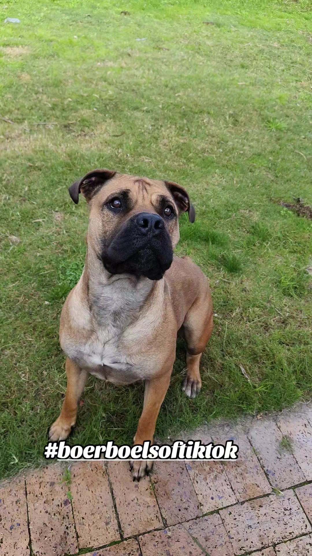 @Mishatheboerboel