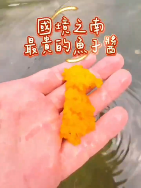 @招財魚水族精品