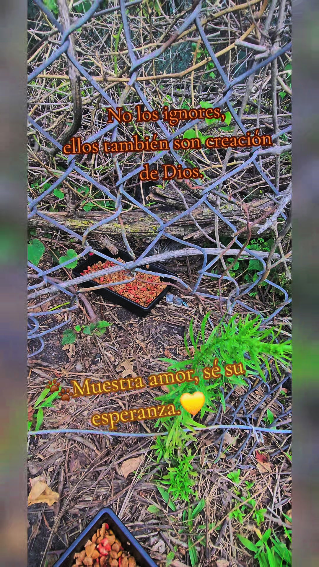@🇲🇽Guli.Carrada 🐈&zwj;⬛