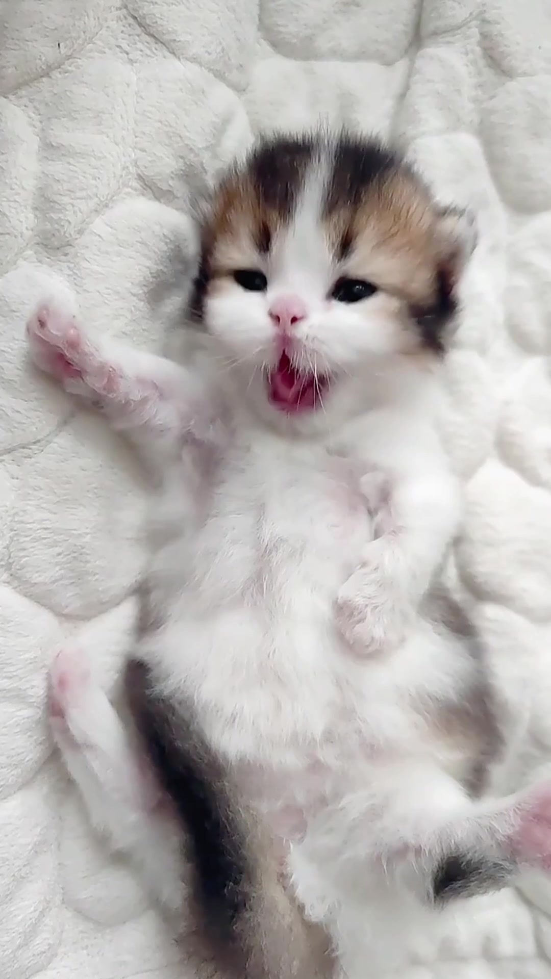 @catbosssss