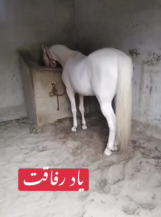 @Farasat Ali Ranjha Awan