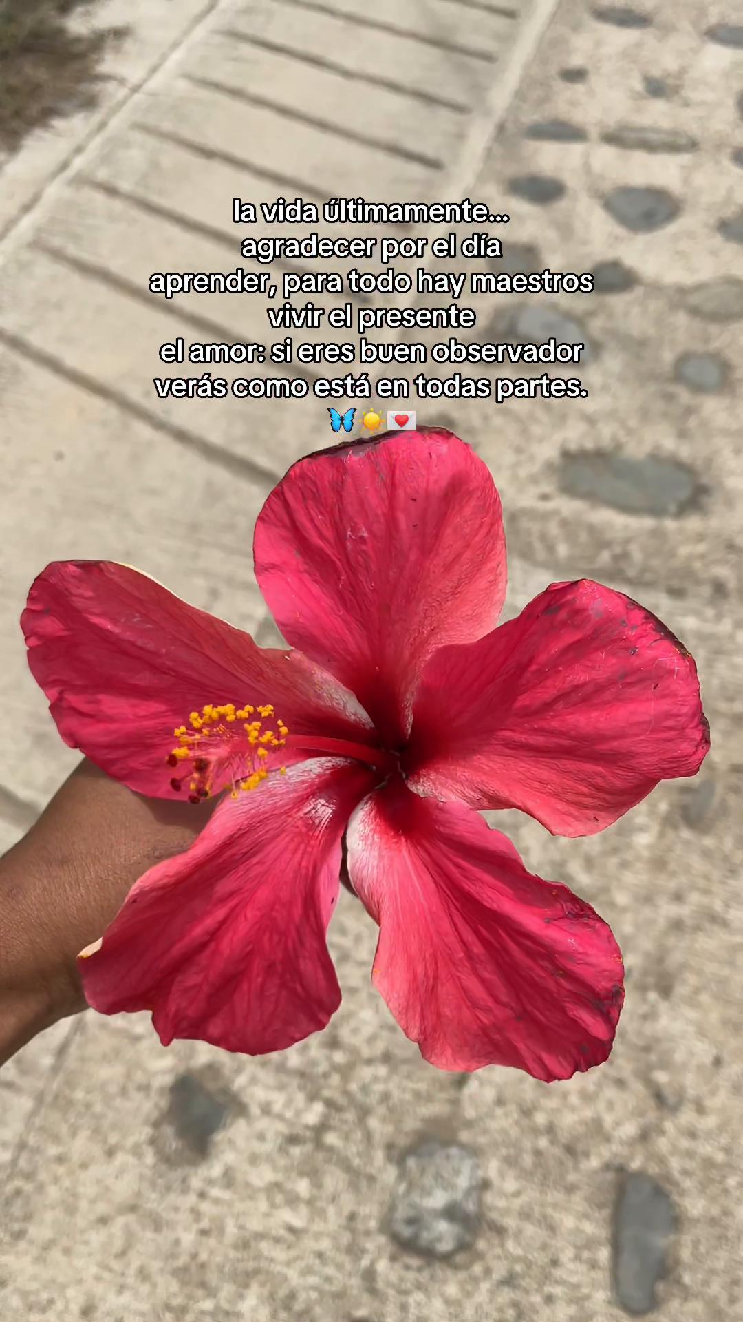 @dani lindura